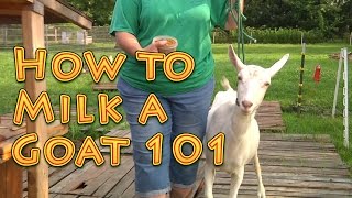 How to Milk a Goat 101 [upl. by Pressey755]