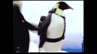 2005 Duracell Penguin TV Commercial [upl. by Alasteir]