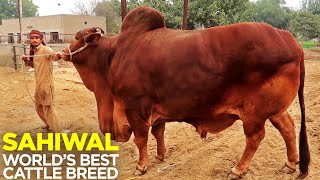 Sahiwal  Heaviest Bulls  Worlds Best Cattle Breed  Decent Cattle Farm [upl. by Rennat309]