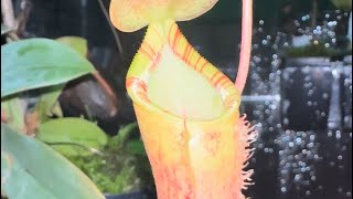 Hybrid Spotlight Nepenthes Lowii x Campanulata EP [upl. by Nnylakcaj]