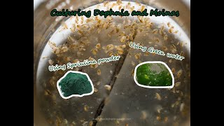 How To Culture Daphnia and Moinas using Green Water Spirulina powder [upl. by Esojnauj192]