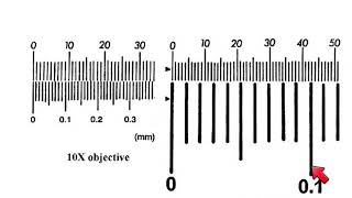 AS Biology  How to calibrate a microscope [upl. by Naerol]