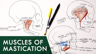 Anatomy of the Skull Part 2 [upl. by Mrots]