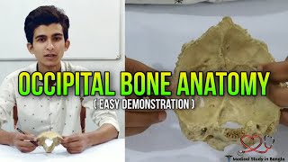 Occipital bone anatomy in Bangla  parts attachment content ossification [upl. by Yojal]