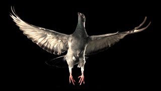 Slow Motion Pigeon Flight  BBC Earth [upl. by Devondra]