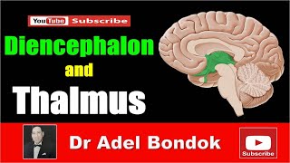 Diencephalon and Thalamus Dr Adel Bondok [upl. by Kokaras288]