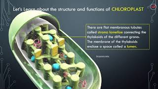 CHLOROPLAST  3D Structure Explained [upl. by Aleksandr]