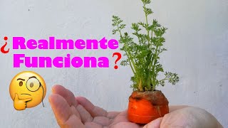 Cómo sembrar ZANAHORIAS sin Semillas  Experimento Rebrote [upl. by Nacnud975]