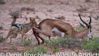 Jackal brings down a Springbok Part 2 of 2 Thx for over 2 million views [upl. by Adur27]