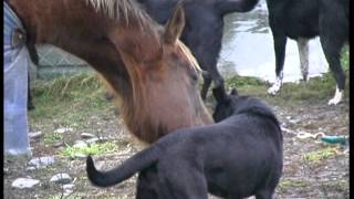 Affectionate Dog and Horse [upl. by Krauss]