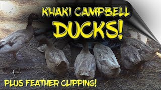 Khaki Campbell Ducks [upl. by Giorgia]