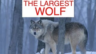 The Largest Wolves In The World Compilation 1 [upl. by Akins]