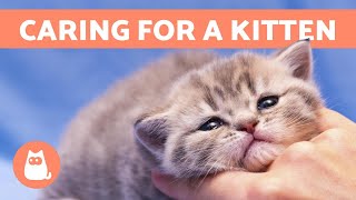 How to CARE for a KITTEN  Food Education and Health [upl. by Libb630]