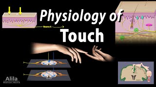 Physiology of Touch Receptors and Pathways Animation [upl. by Odlavu]