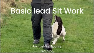 Basic spaniel sit and leash work [upl. by Novj]