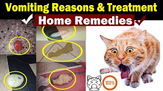 Cat Vomiting Solution  Home treatment  Vet Furqan Younas [upl. by Yesrod]