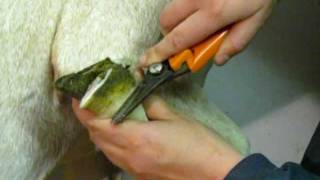 How to Trim Goat Hooves  The GoatMentor [upl. by Constanta]