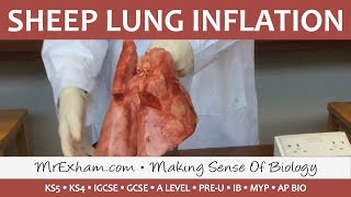 Real sheep lung inflation  GCSEA LevelIB Biology [upl. by Caresse696]