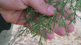 How to Identify Eastern Red Cedar [upl. by Aiello800]