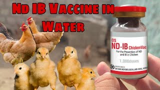 How To Use ND IB Vaccination In Water  ND IB Vaccine For Hens UrduHindi [upl. by Noffihc322]