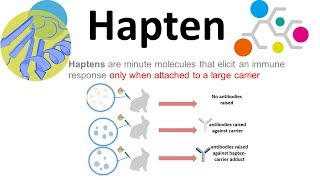 Haptens what are haptens [upl. by Eniale645]