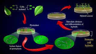 PROTOPLAST FUSION [upl. by Sylvanus]