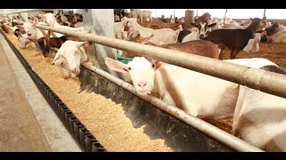 Ontario Goat Dairy Farm Tour [upl. by Nepean233]