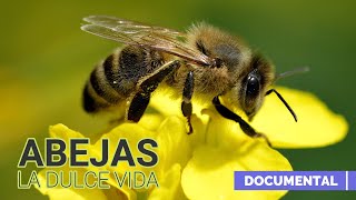 Abejas la Dulce Vida Documental [upl. by Jamilla]