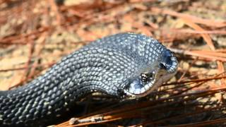 Harmless Eastern Hognose Snake quotthreatquot dispaly [upl. by Akeim]