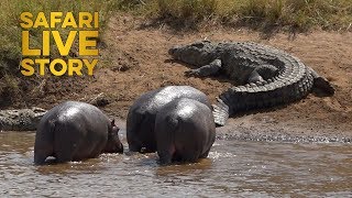 Mara River Giants Hippos vs Crocodiles [upl. by Eninaej]