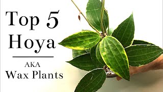 Top 5 Hoya Wax Plants [upl. by Ruy833]