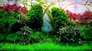 Complete Aquascaping Beginners Guide  Learn ALL The Basics [upl. by Aihsei78]