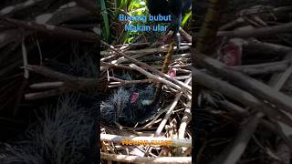 BURUNG PREDATOR ULUNG MERAH [upl. by Amliw]