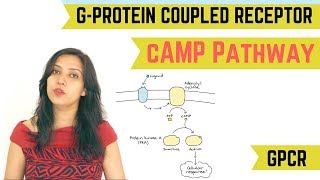 cAMP PATHWAY  GPROTEIN COUPLED RECEPTOR GPCR [upl. by Popelka]