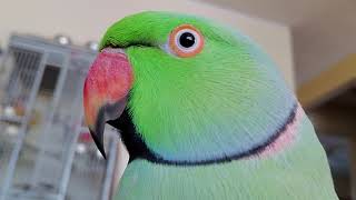 Indian Ringneck Parrot 🦜 talking [upl. by Ahseym531]