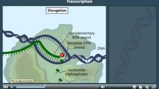 Transcription Animation [upl. by Ssitnerp]