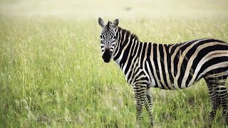 The Zebra  Queen of Africa  Animals Documentary [upl. by Gamber]