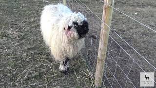 Valais Blacknose Sheep  Windfold Farm  006 [upl. by Otsuj]