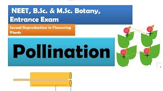 Pollination in Flowering plants  NEET BSc amp MSc Botany [upl. by Judie]