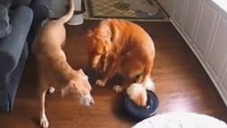 Dogs Tail Gets Stuck in Robotic Vacuum [upl. by Josey]