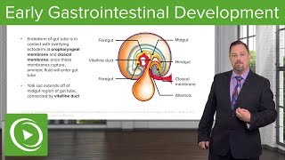 Early Gastrointestinal Development – Embryology  Lecturio [upl. by Almeta]