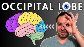 The Occipital Lobe Visual Cortex  Location and Function [upl. by Ilak113]