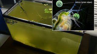 Raising Daphnia for the Freshwater Aquarium [upl. by Iznyl]