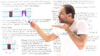 Introduction to Membrane Transport [upl. by Nata42]