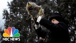 Punxsutawney Phil Gives His Groundhog Day Prediction  NBC News Live Stream Recording [upl. by Jaime]