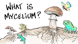 What is Mushroom Mycelium [upl. by Anasus]