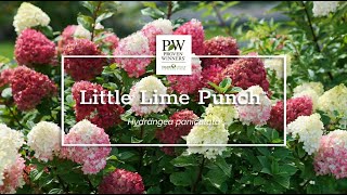 Introducing Little Lime Punch™ [upl. by Nehepts]