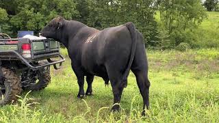 Here is the BEST registered Angus bull in the state of Kentucky as of 2020 [upl. by Dam]