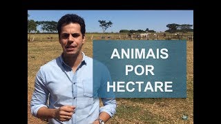 QUAL O NÚMERO IDEAL DE ANIMAIS POR HECTARE [upl. by Huba]