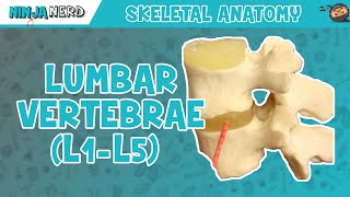 Lumbar Vertebrae L1L5 Anatomy [upl. by Ika281]